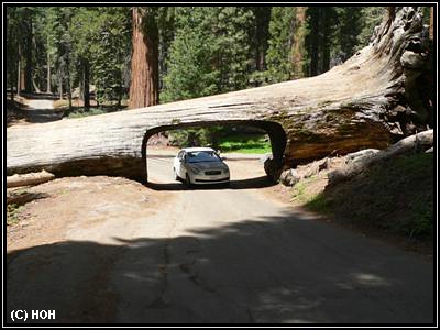 Tunnel Log