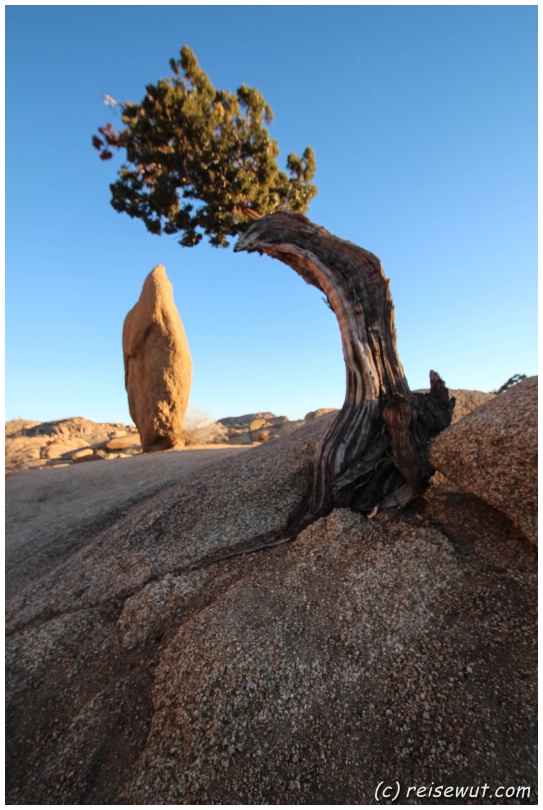 The old tree and a lady