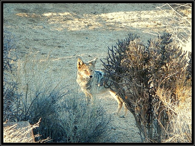 Coyote