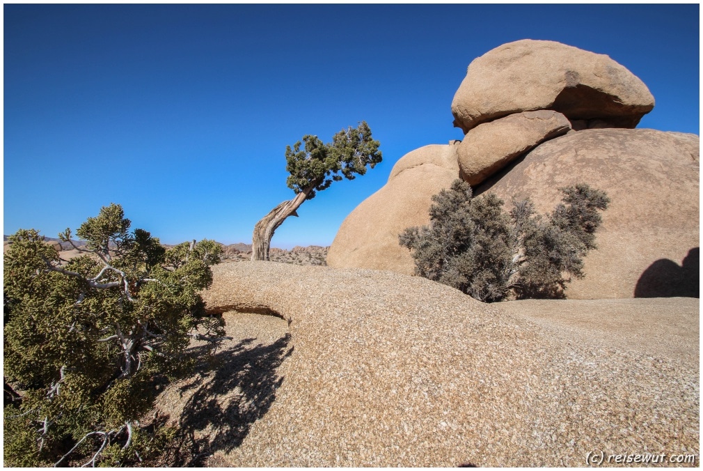 Der "Leaning Tree" bei der Jumbo Rocks Area