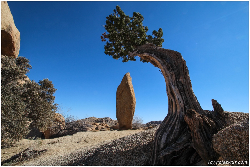 Der "Leaning Tree" bei der Jumbo Rocks Area von der anderen Seite