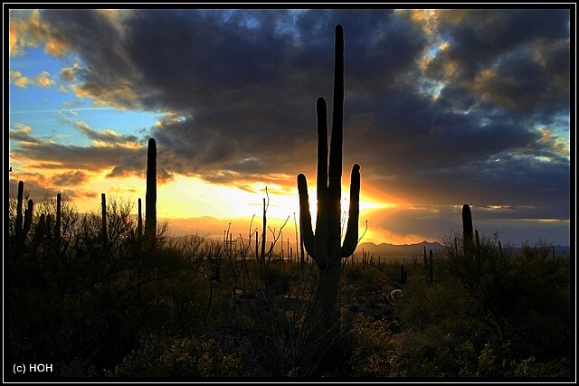 Sonnenuntergangsstimmung im Saguaro National Park West