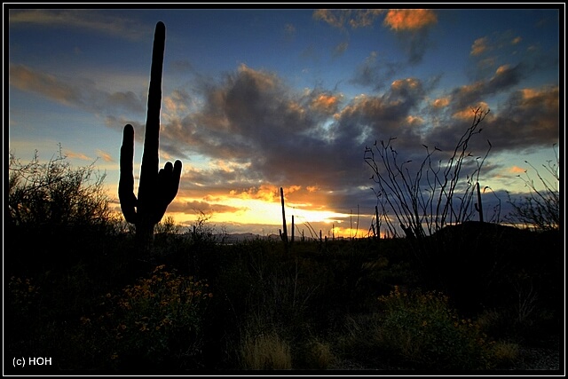 Sonnenuntergangsstimmung im Saguaro National Park West