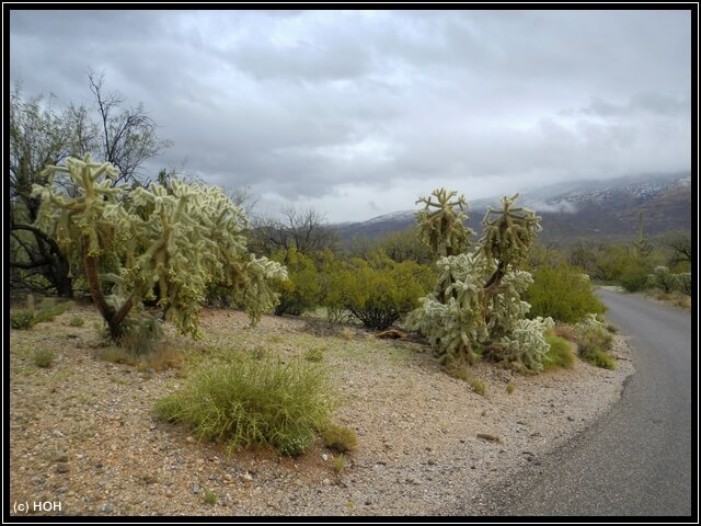 Saguaro Loop