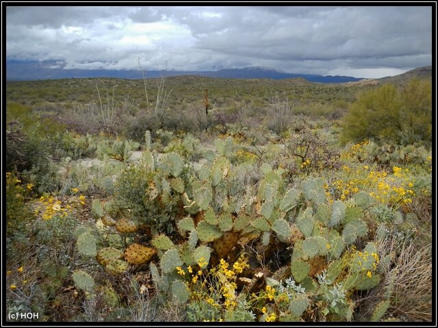 Saguaro Loop