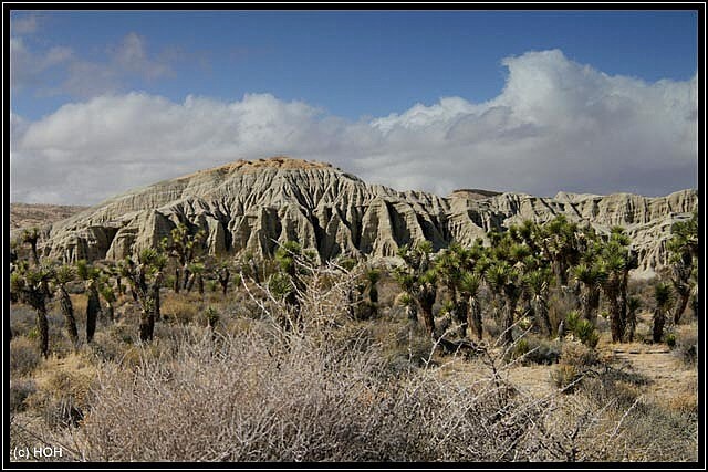 Einfach schön, auch jede Menge Joshua Trees findet man hier