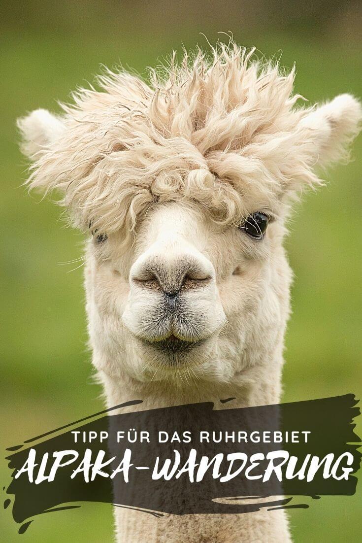 Alpaka-Wanderung im Ruhrgebiet | Pintrest Pin