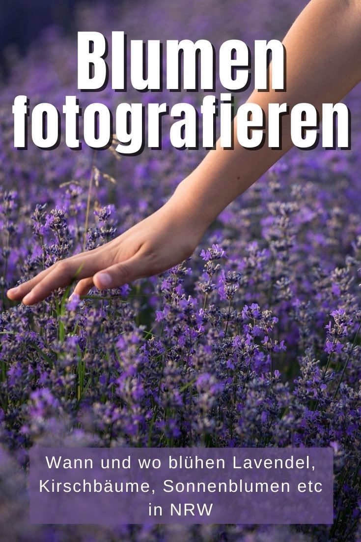 Blumen fotografieren - Pinterest