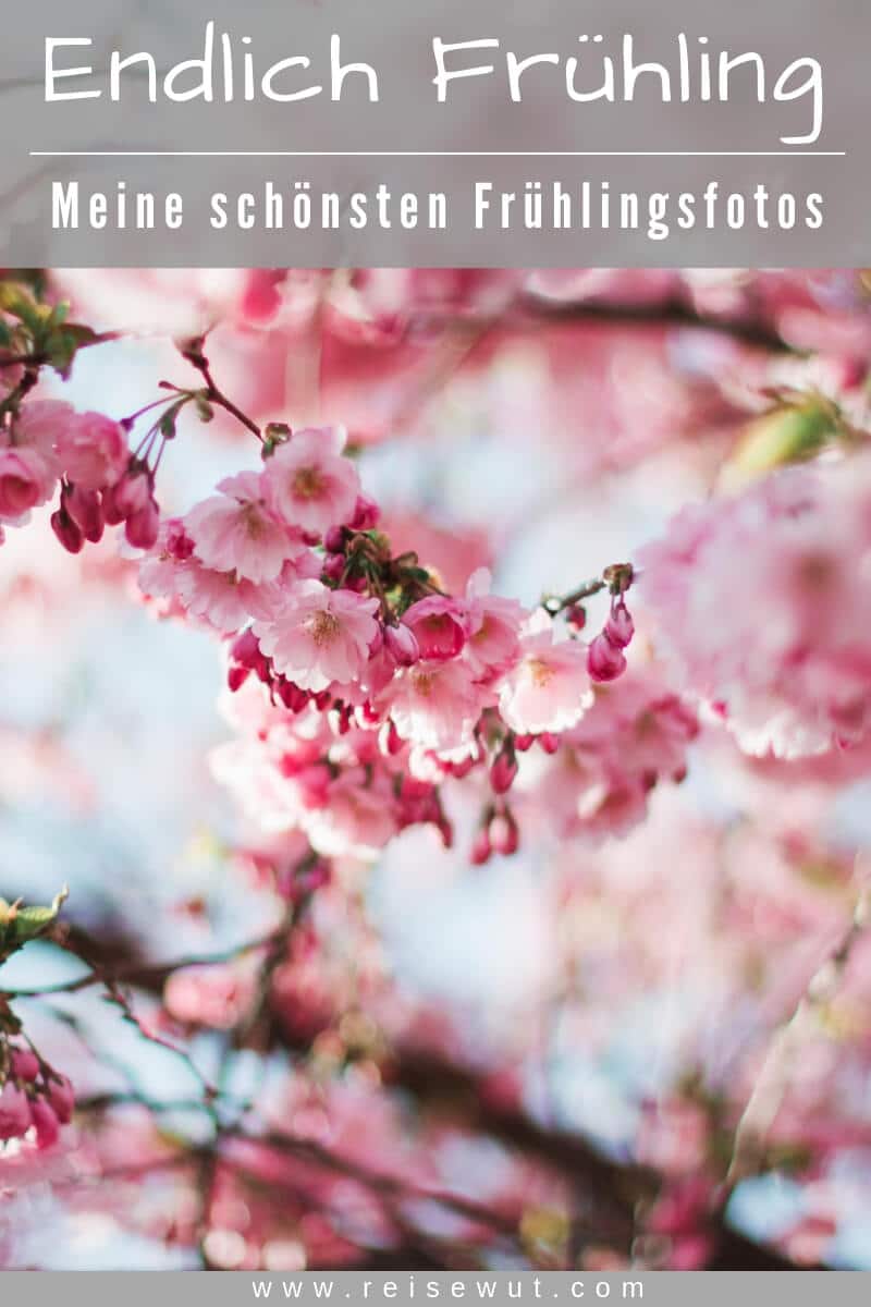 Pinterest Pin | Endlich Frühling - Frühlingsbilder
