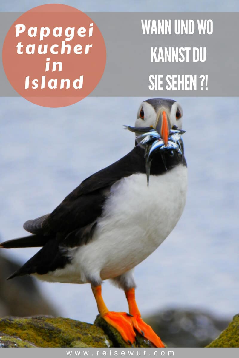 Pinterest Pin | Papageitaucher in Island