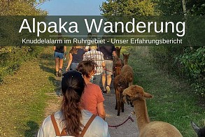 Alpaka-Wanderung