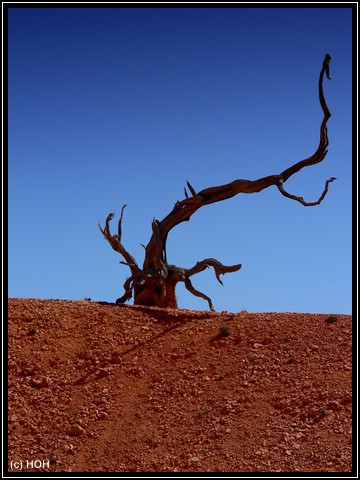 Lonely Tree