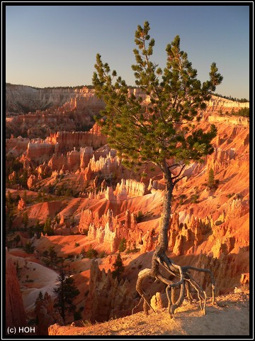 Lonely Tree am Sunrise Point