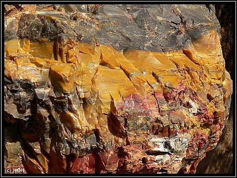 Petrified Wood