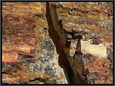 Petrified Wood