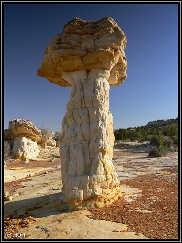 Was für ein tolles Exemplar, der Golden Hoodoo