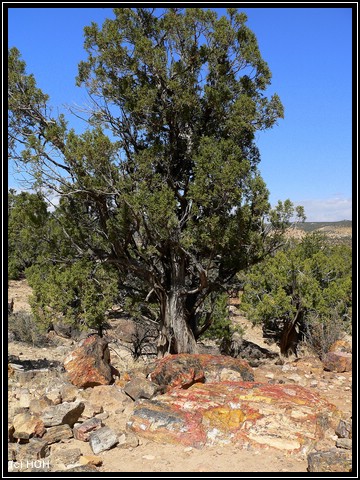 Petrified Wood