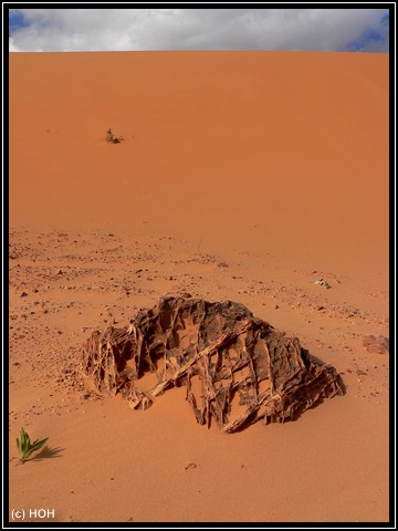 Verrotteter Stein in den Coral Pink Sand Dunes