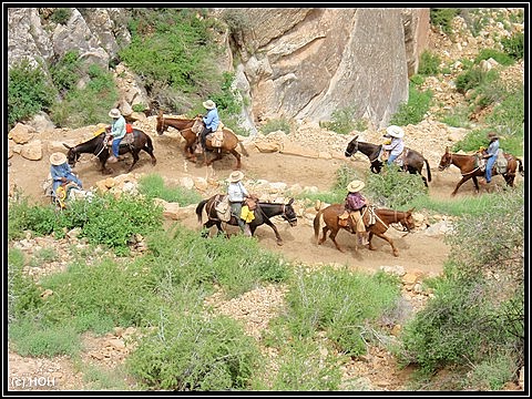 Muli-Treck auf dem Bright Angel Trail