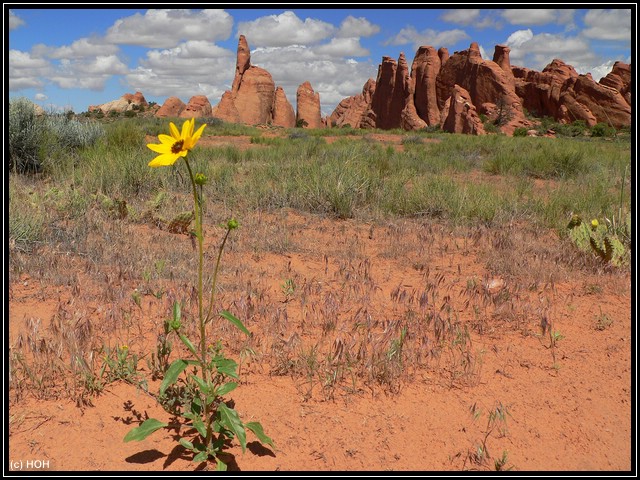 Flower Power im Arches National Park