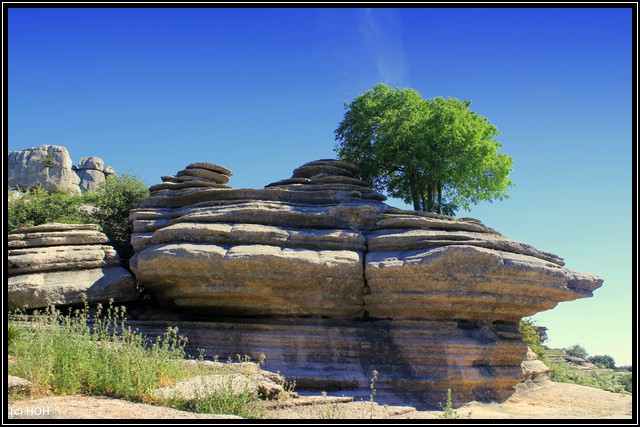 El Torcal Lonely Tree