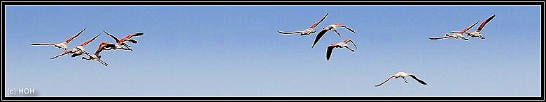 Spread the wings ... Spread the wings ...