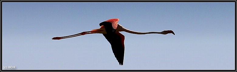 Ein fliegender Flamingo Ein fliegender Flamingo