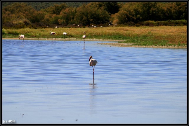 Einzelner Flamingo Einzelner Flamingo