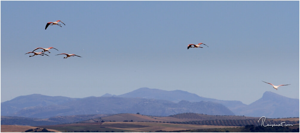 Spread the wings ... fliegende Flamingos sieht man wahrlich nicht allzu oft