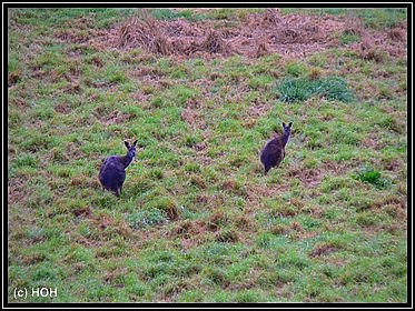 Kängurus am Ortsausgang von Margaret River