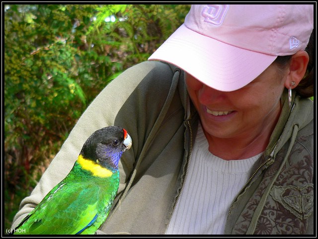 Frauchen mit einem neuen Freund ... Ringli der Ringsittich