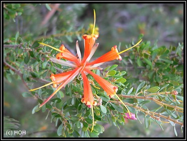 Wildflower