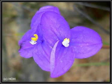 Wildflower