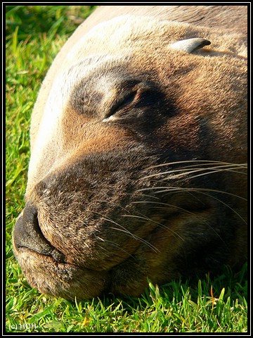 Sammy the Seal