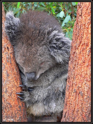 Schlafender Koala