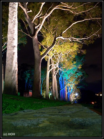 Avenue of trees im Kings Park