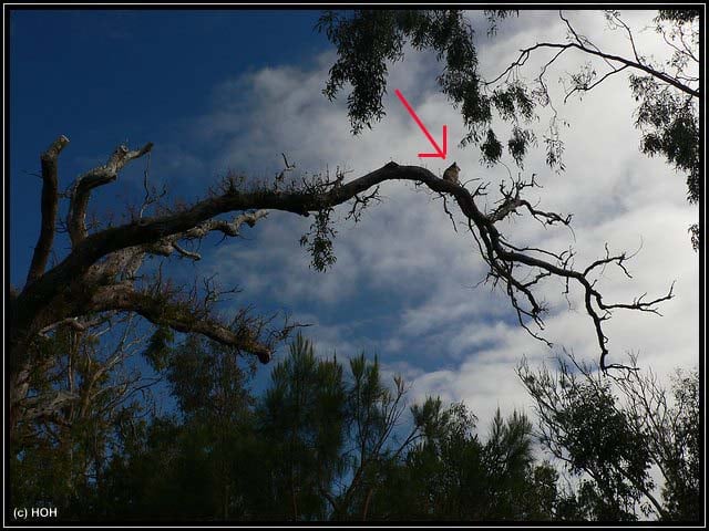 Koala auf seinem "Hochsitz" im Yanchep National Park