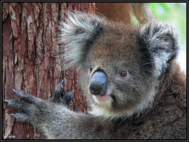 Unser Lieblingsbild aus dem Yanchep National Park