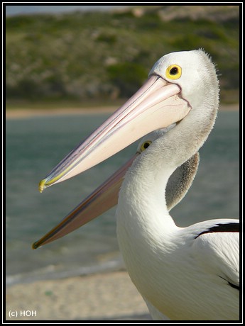 Pelikane in Kalbarri