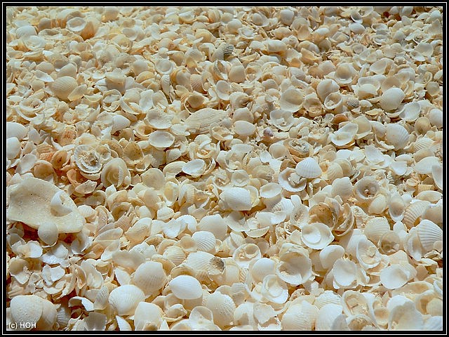 Muscheln am Shell Beach