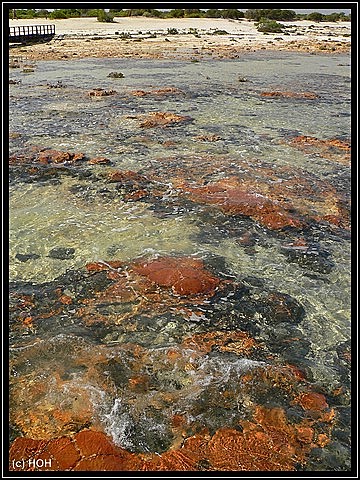 Red Cap Stromatolithen