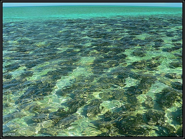 Stromatolithen im Hamelin Pool