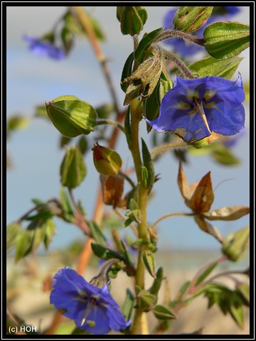 Wildflowers