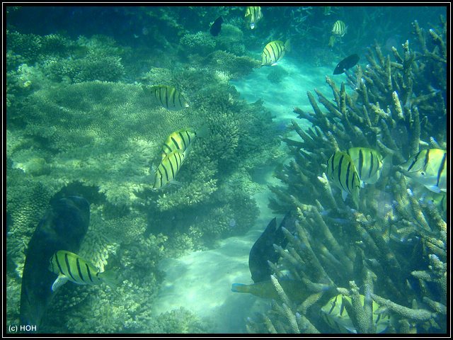 Ningaloo Reef