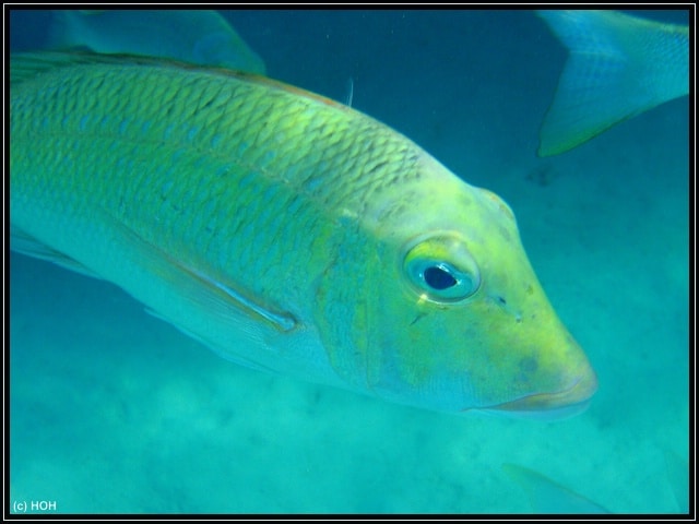 Ningaloo Reef