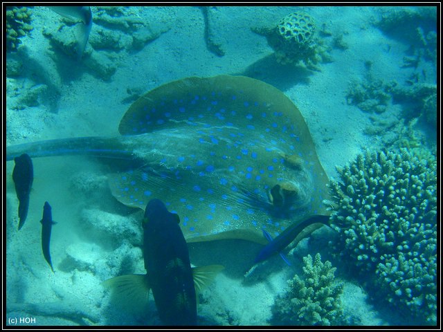 Ningaloo Reef