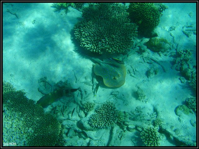 Ningaloo Reef