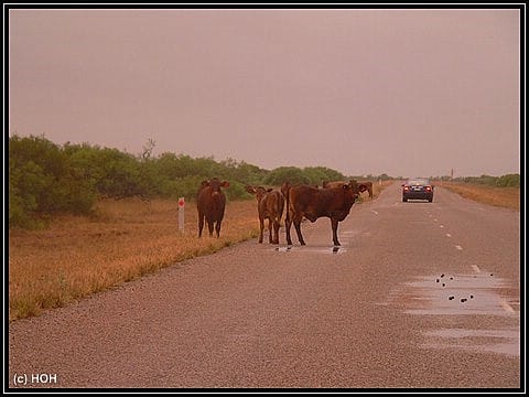 Eine Rinderherde blockiert den Highway