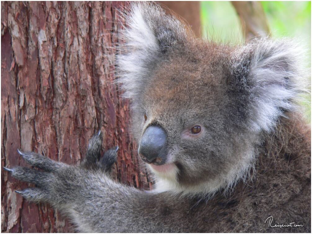 Wild lebender Koala im Yanshep National Park nördlich von Perth