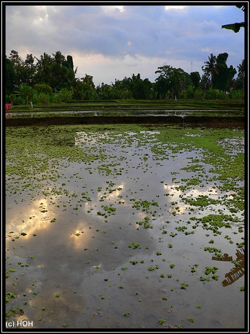 Impression bei Ubud